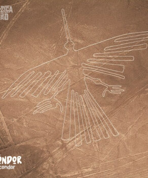 Nazca Line Condor Bird