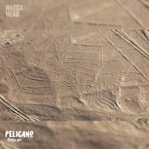 Nazca Line Pelican Pelicano